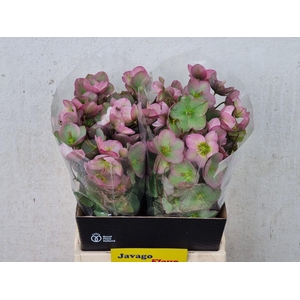 HELL FRK DOROTH DAWN