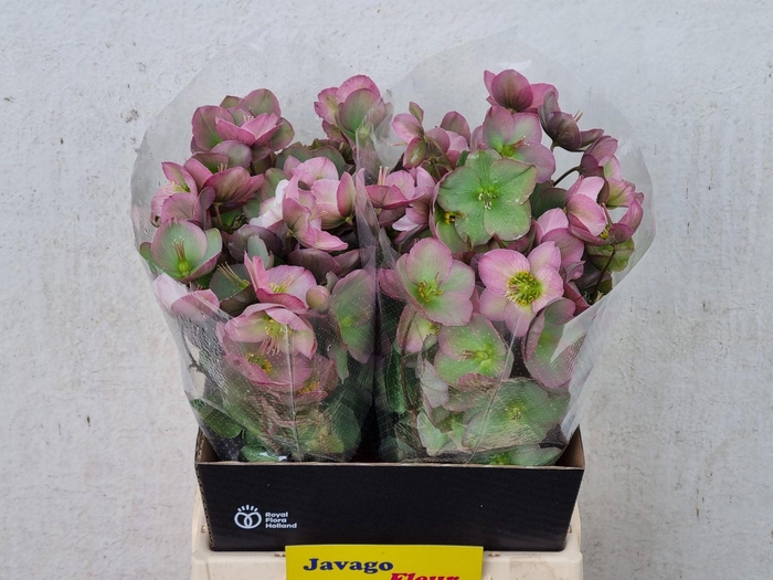 <h4>HELL FRK DOROTH DAWN</h4>