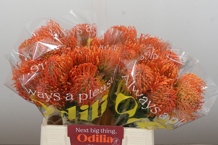 Nutans Ayoba Mandarin Zest