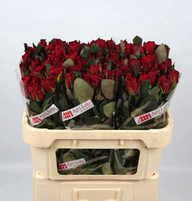 <h4>R GR RED TACAZZI+</h4>