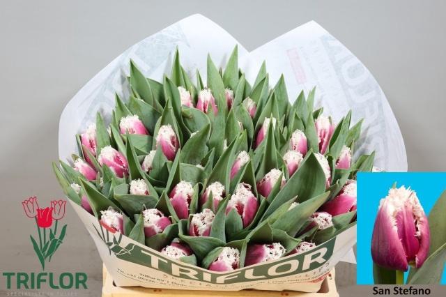 <h4>TU FR SAN STEFANO</h4>