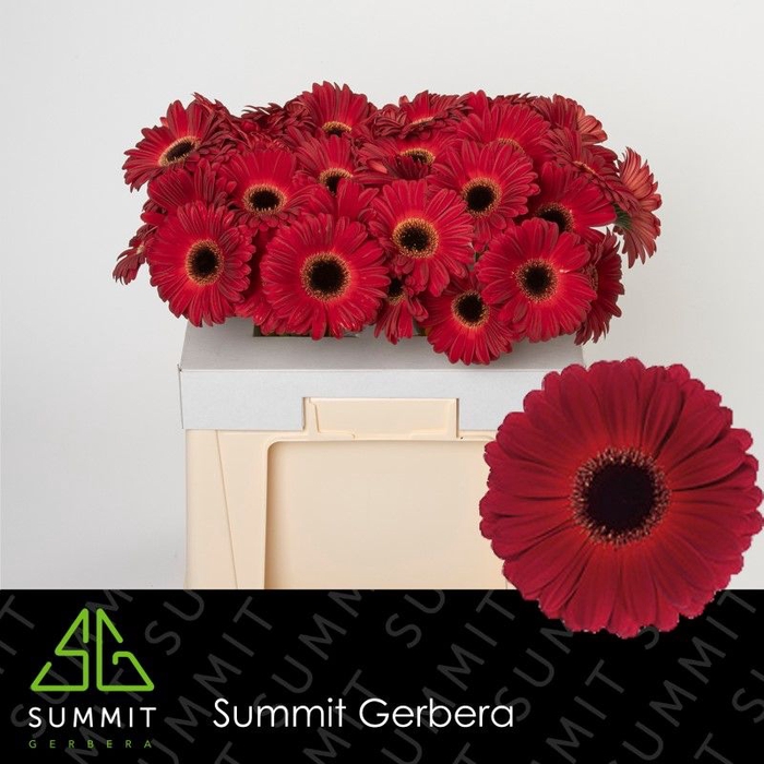 <h4>Gerbera Dark Diamond</h4>