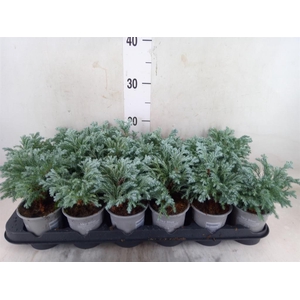 Chamaecyparis pis. 'Sky Blue'