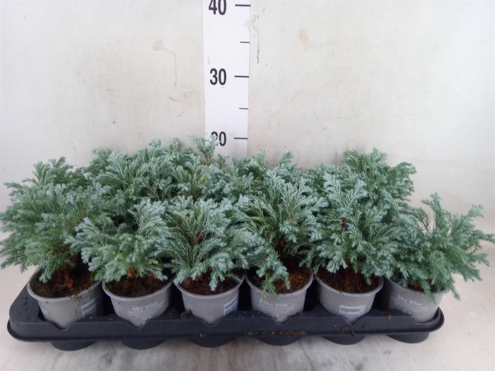 <h4>Chamaecyparis pis. 'Sky Blue'</h4>