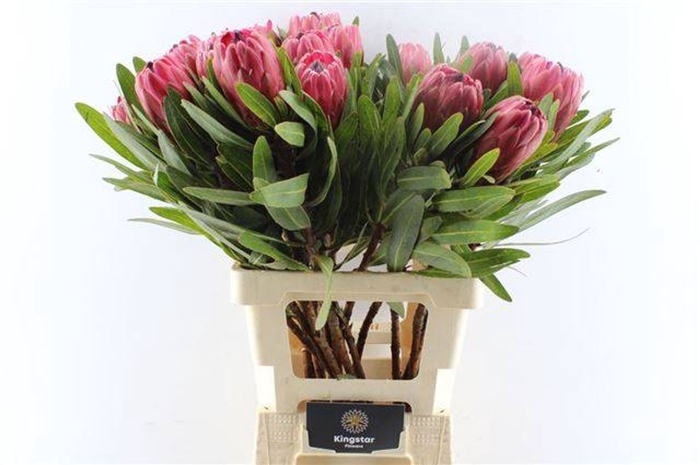 Protea Red Ice