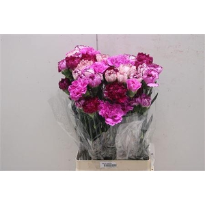 Di St Rainbow Purple