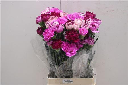 <h4>Di St Rainbow Purple</h4>