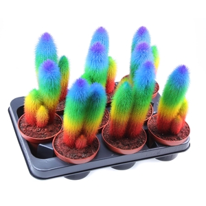 Cactus   ...
