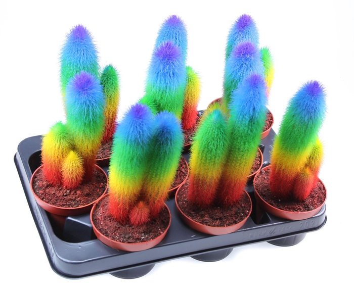 <h4>Cactus   ...</h4>