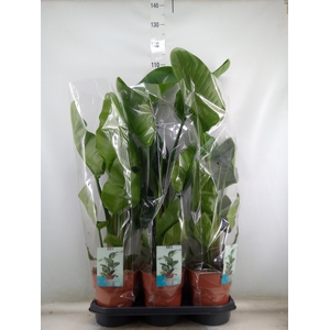 Strelitzia nicolai