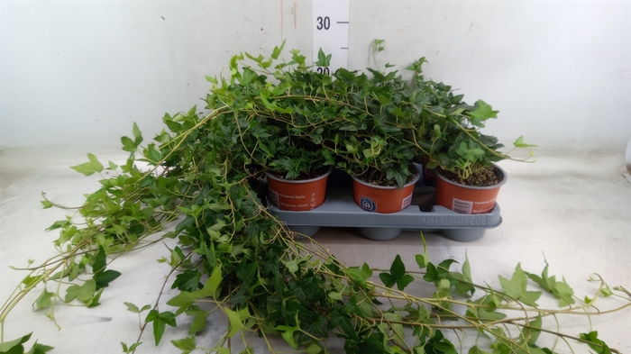 <h4>Hedera helix 'Shamrock'</h4>