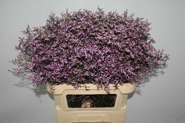 LIM SAFORA LILAC