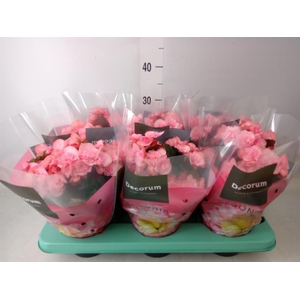 Begonia elat. DU 'Move2Joy Pink'