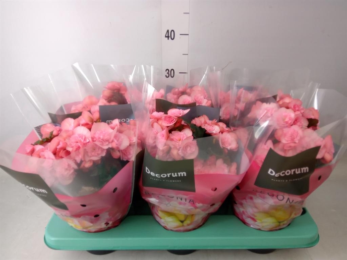 <h4>Begonia elat. DU 'Move2Joy Pink'</h4>