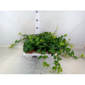 Hedera helix 'Mein Herz'