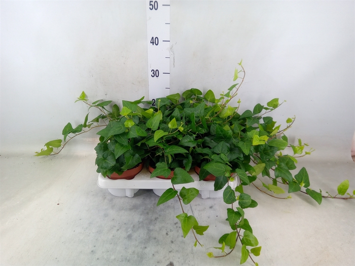 <h4>Hedera helix 'Mein Herz'</h4>