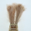 Pauwenveren Klb Light Pink
