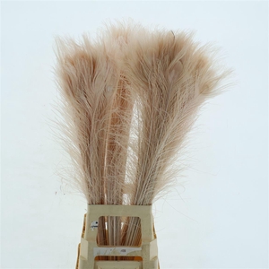 Pauwenveren Klb Light Pink