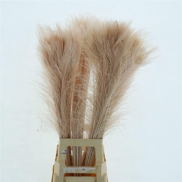Pauwenveren Klb Light Pink
