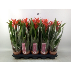 Guzmania  'Ostara'