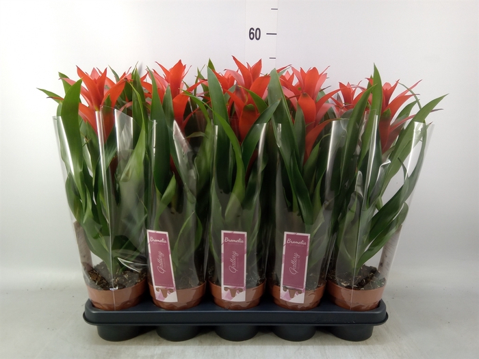 <h4>Guzmania  'Ostara'</h4>