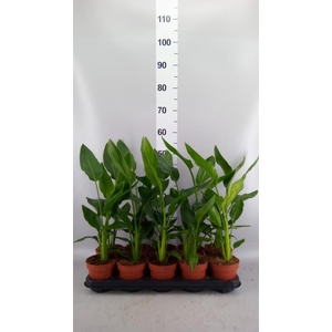 Strelitzia reg. ...no flowers