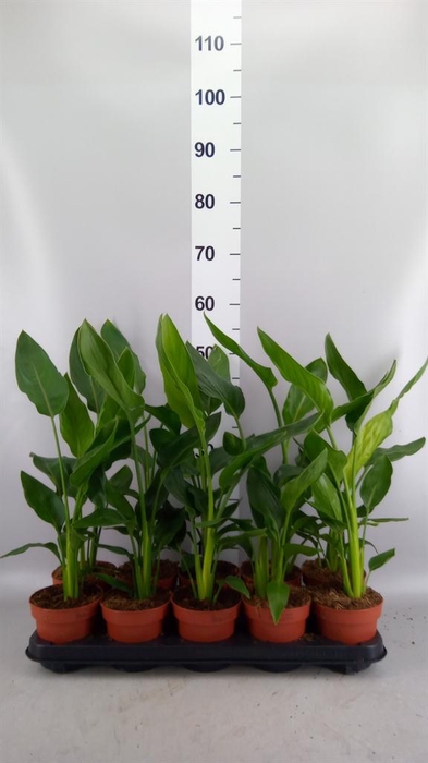 <h4>Strelitzia reg. ...no flowers</h4>
