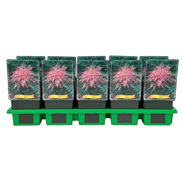 <h4>Astilbe Sprite</h4>