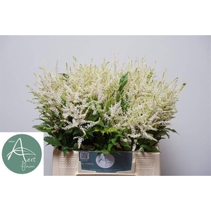 Astilbe Washington Aert