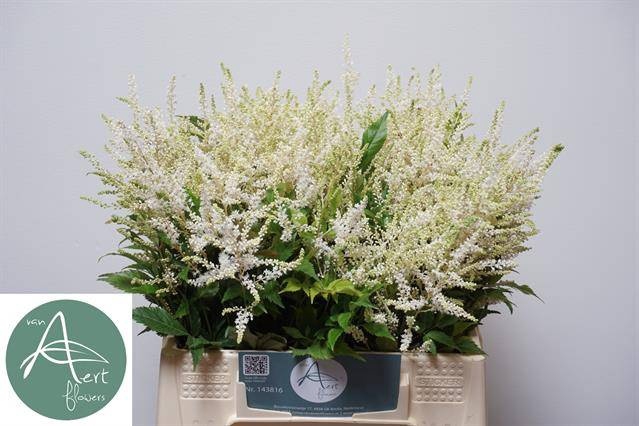 <h4>Astilbe Washington Aert</h4>