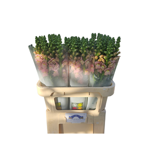 ANTIR POTO EARL PINK