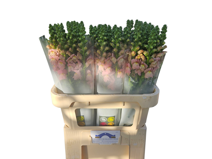 <h4>ANTIR POTO EARL PINK</h4>