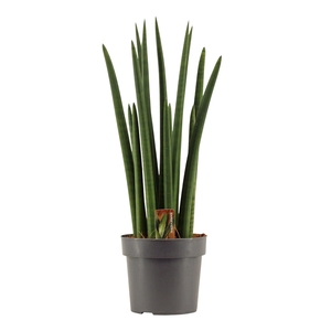 Sansevieria Cylindrica 17 cm Rocket