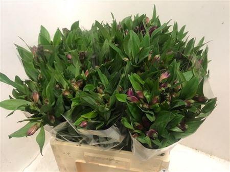 <h4>Alstr Carline</h4>