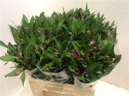 <h4>Alstr Carline</h4>