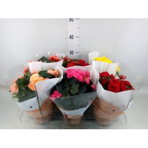 Begonia elat. DU   ...mix