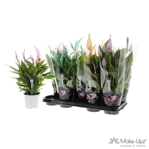 Spathiphyllum 'Bellini'