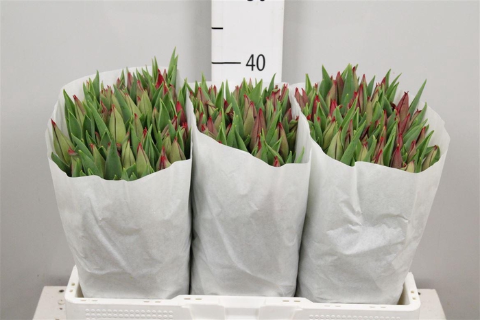 <h4>Tu En Strong Love</h4>