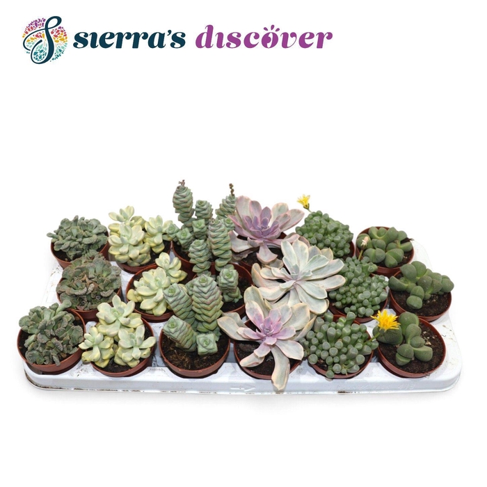 <h4>Discover® - Barcelona Succulents Mix (Exclusive)</h4>