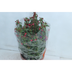 BRINCO DE PRINCESA C21