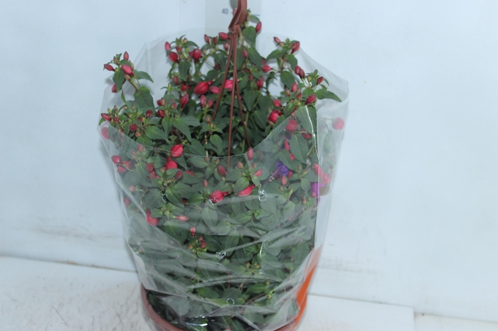 <h4>BRINCO DE PRINCESA C21</h4>