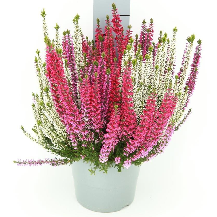 <h4>Calluna vulgaris overig</h4>