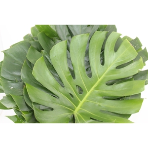 FOLH MONSTERA DELIC. 050 CM