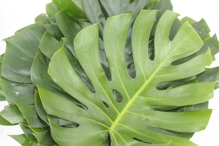 <h4>FOLH MONSTERA DELIC. 050 CM</h4>