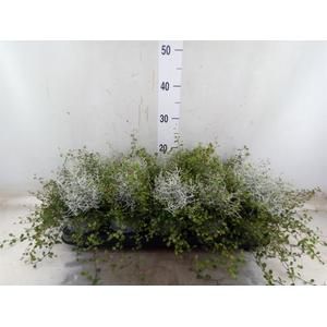 Leucophyta     [Calocephalus]
