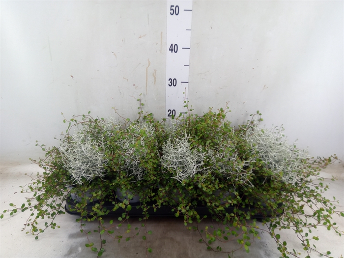 <h4>Leucophyta     [Calocephalus]</h4>