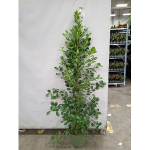 Ficus microcarpa 'Moclame'