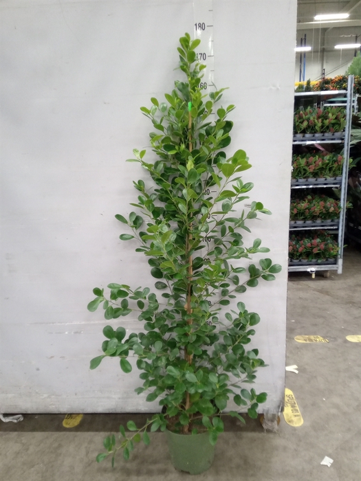 <h4>Ficus microcarpa 'Moclame'</h4>