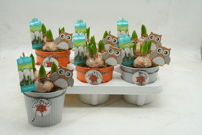 <h4>ARR HYACINTH</h4>