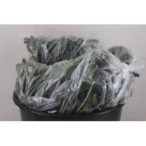 Araucaria Naturel P Bag